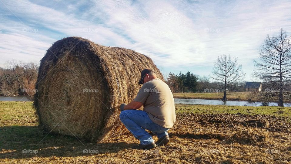 Farmer Rancher in Texas USA taking the strings off of a bale of hay in a pasture