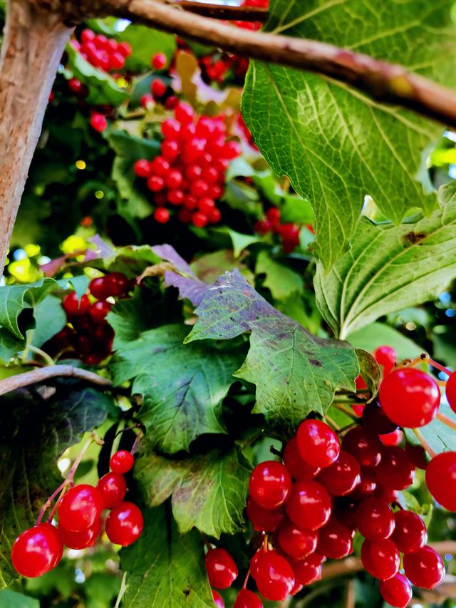 Red viburnum