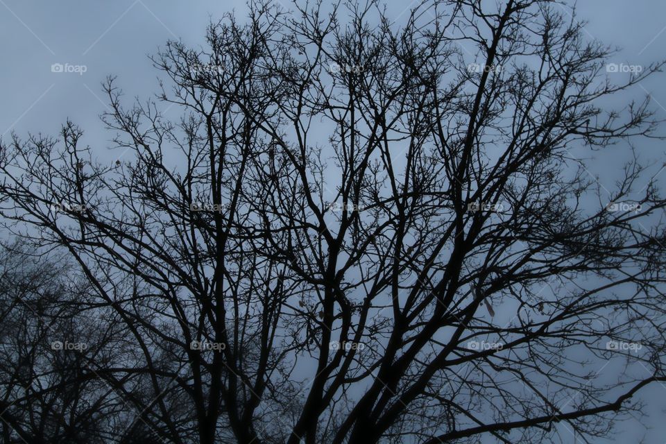 Tree, Branch, Wood, Winter, Nature