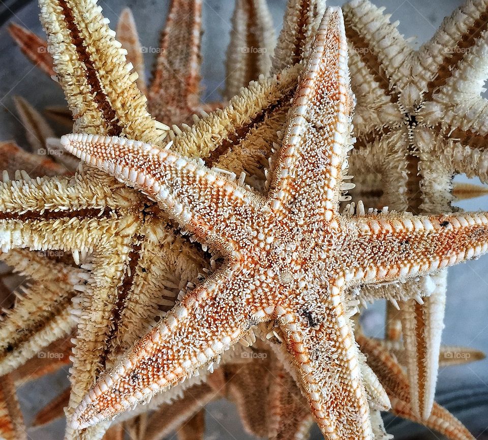 Starfish