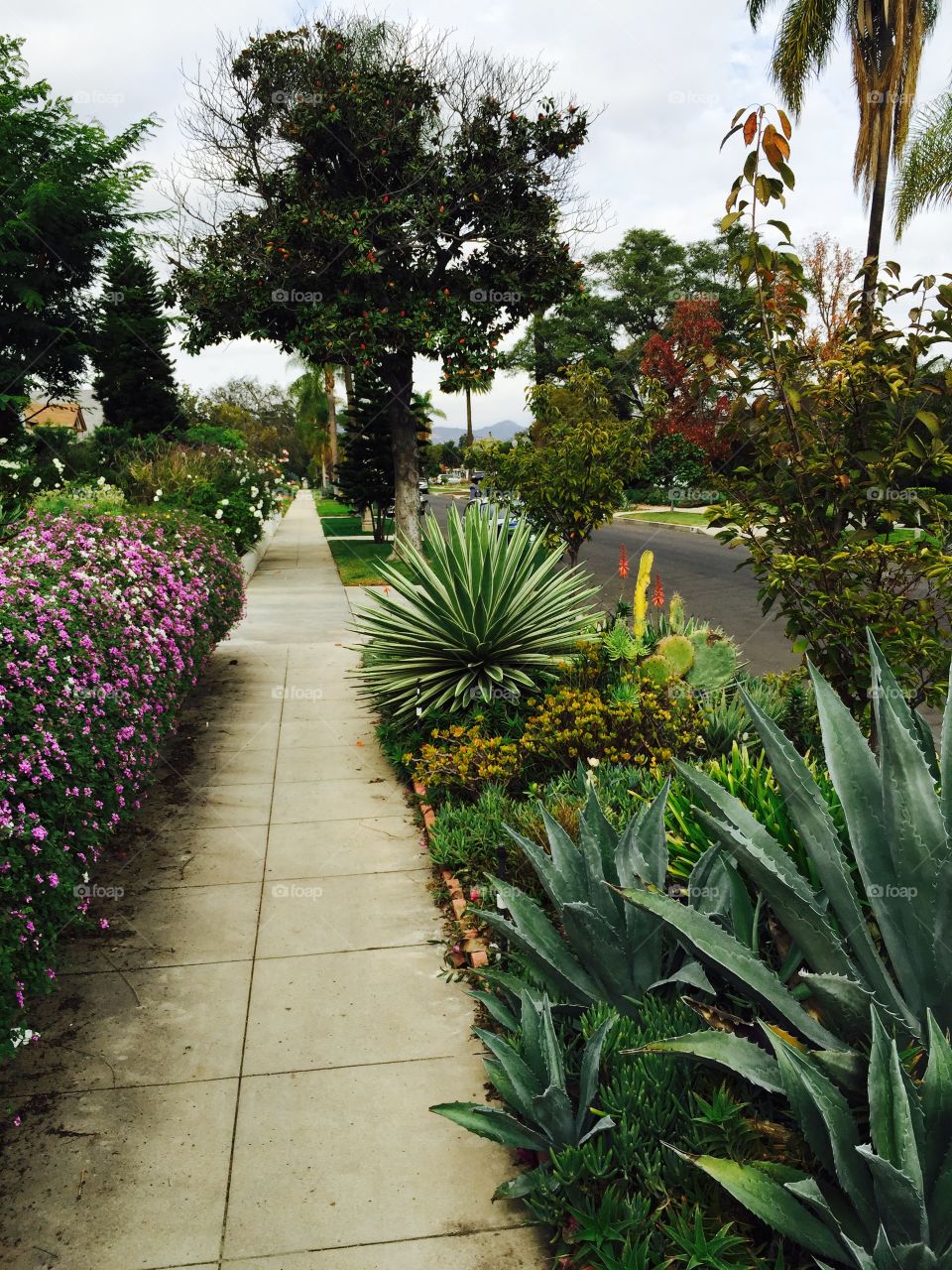 Colorful devil strip garden