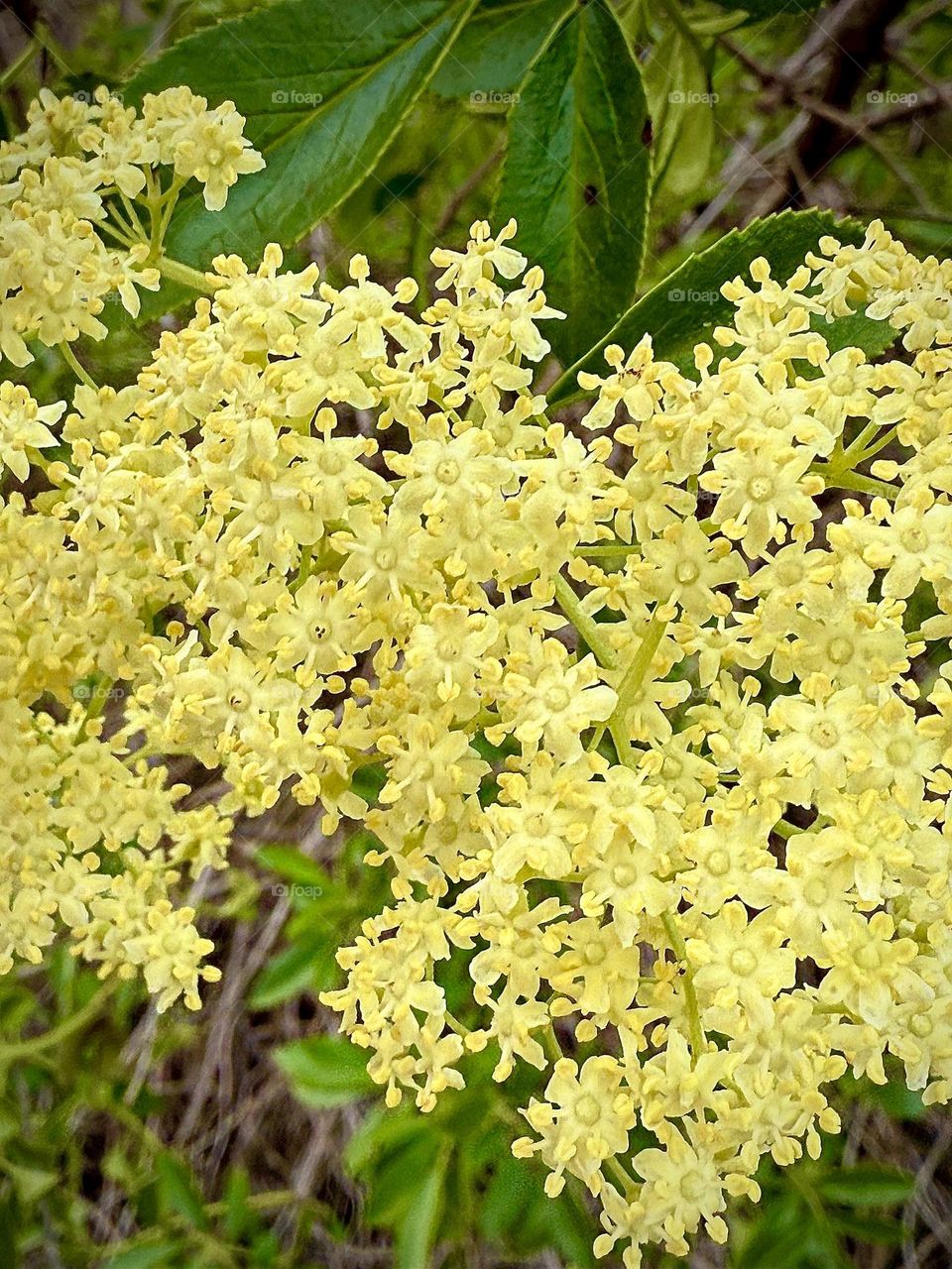 Yellow Elderflower
