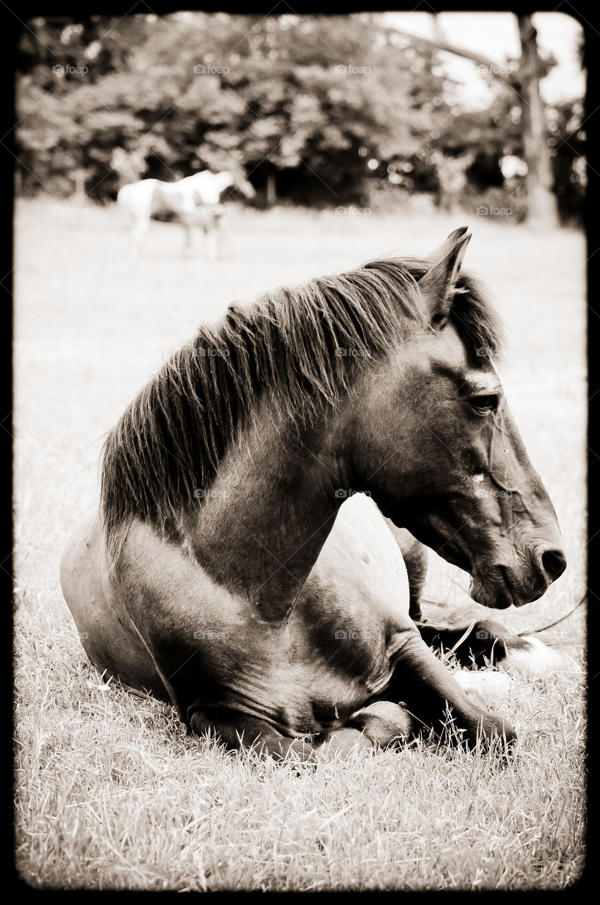 Paso Fino Stallion Relaxing While a Mare Nurses a Foal in the background