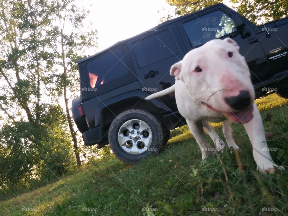 Dog and his Jeep