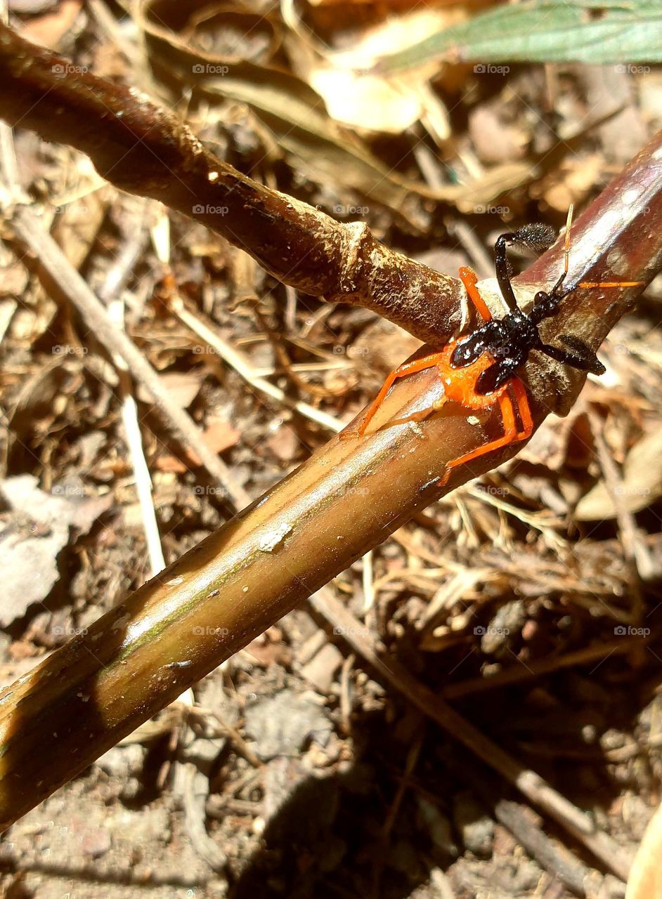 small insect very colorful, orange and black very striking.  Perfect nature