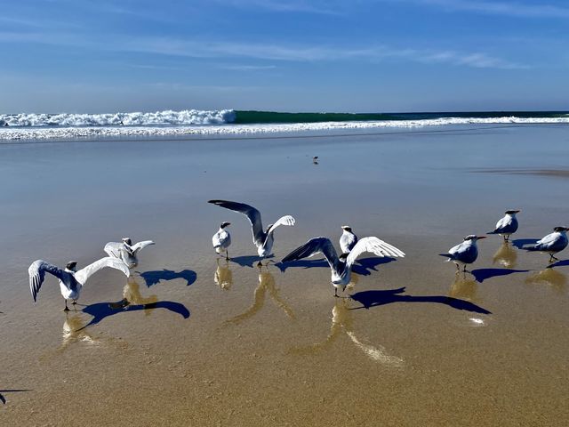 Seagulls on Salt Creek Beach 