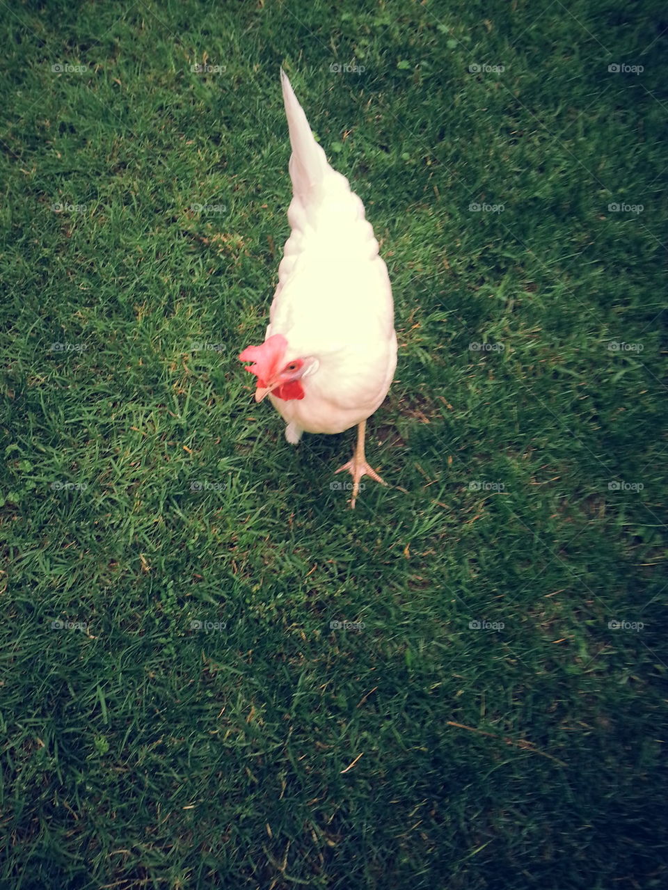 ChickenRoo