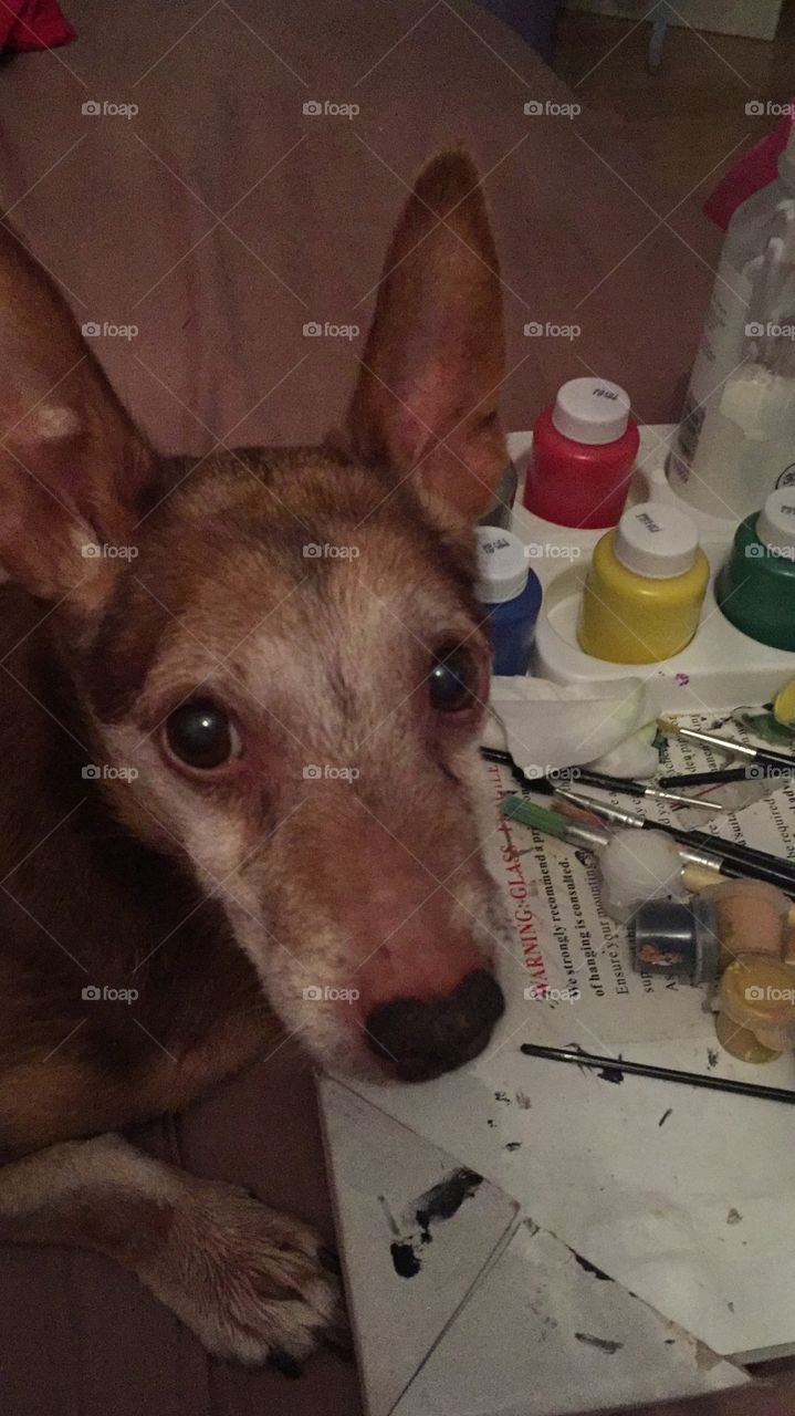 My doggy helping me with some painting 💕