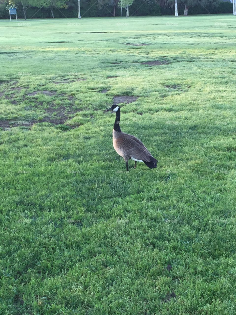 Wild goose at the park