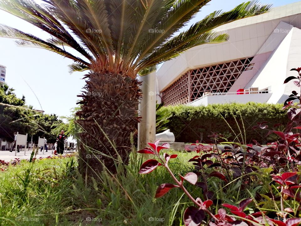 The beginning of the growth of a little palm tree among the beautiful plants, with a red plant and some buildings under the golden sun.