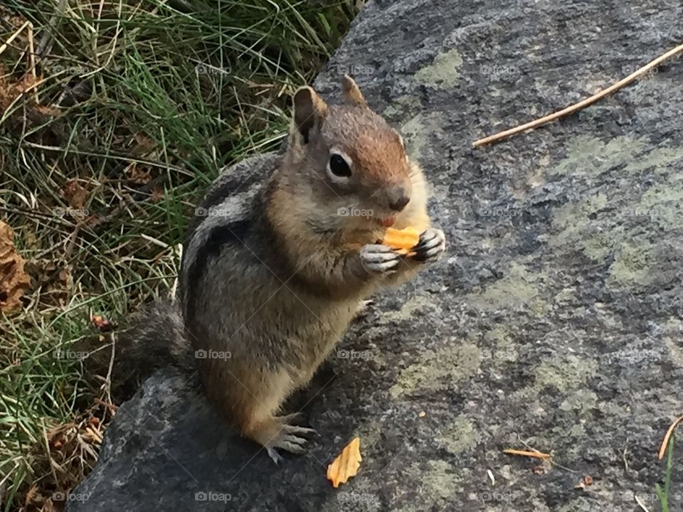 Chipmunk eating chips