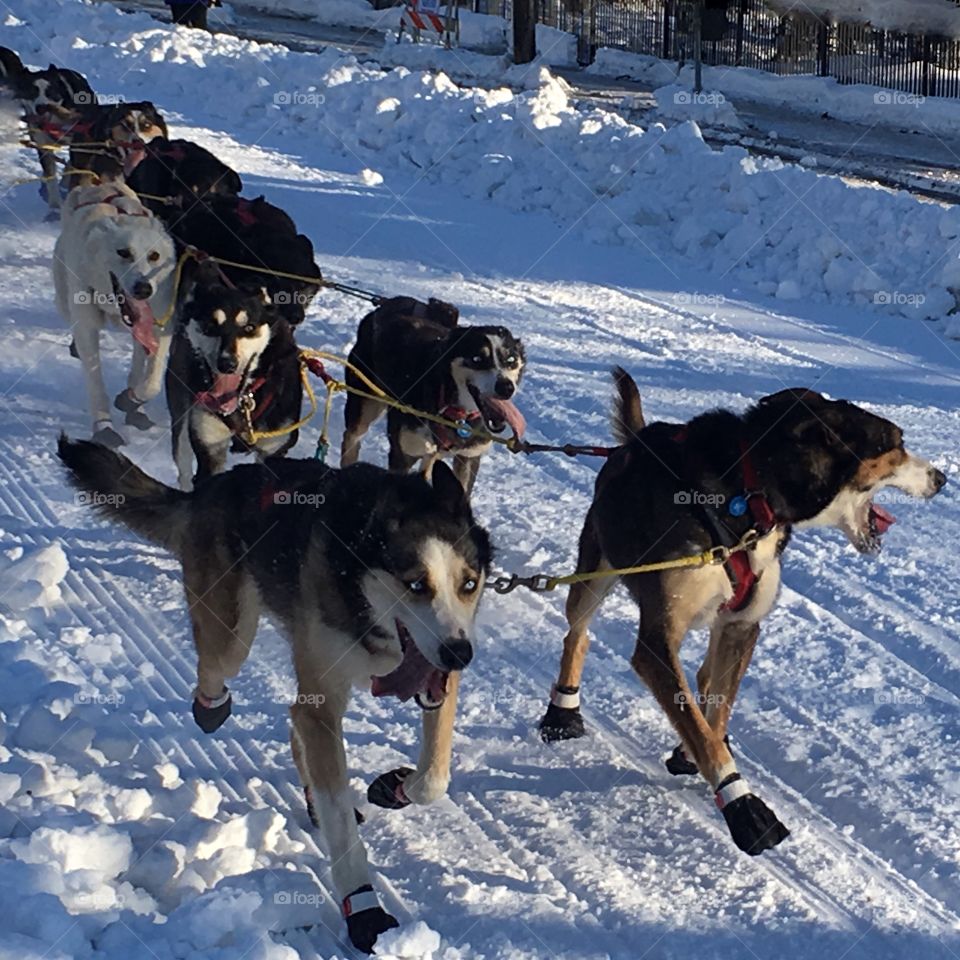 Iditarod Alaska 