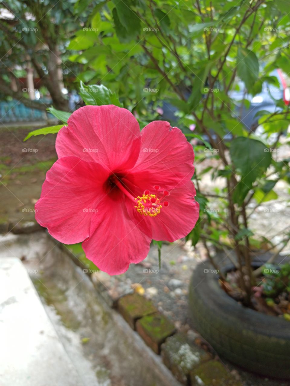 malaysia flowers