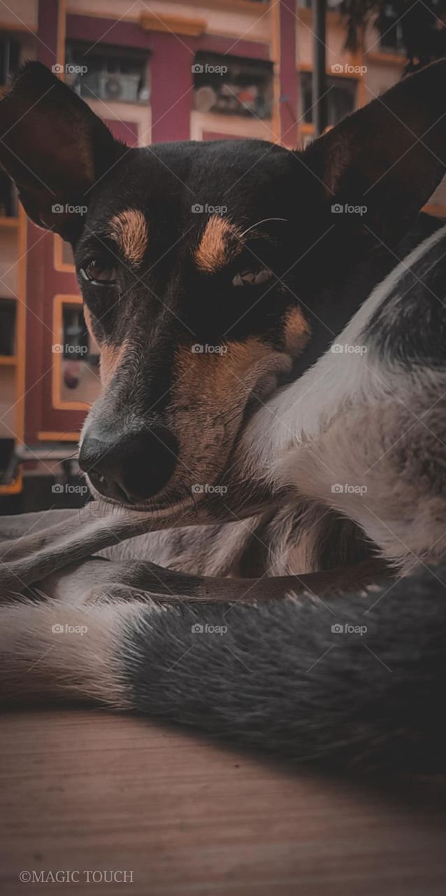 Street dog every creature are ment to be loved