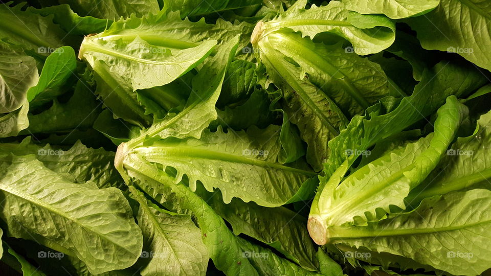 Lettuce cos