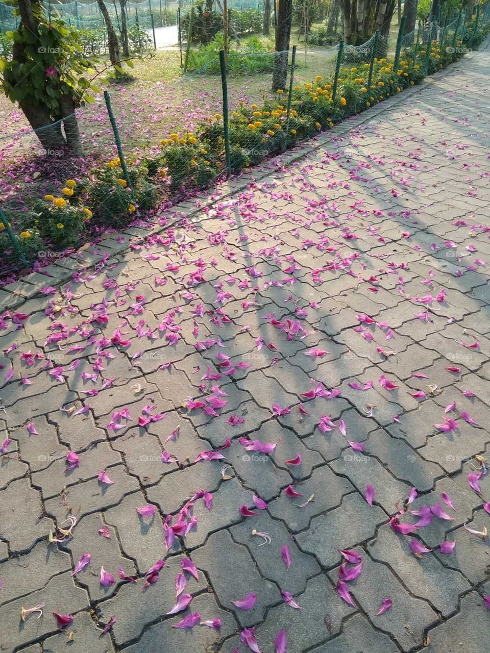 Flowers of trees are scattered on the road