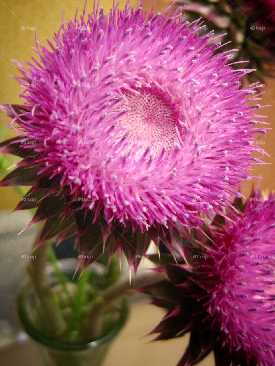 Thistle. Pink thistles 