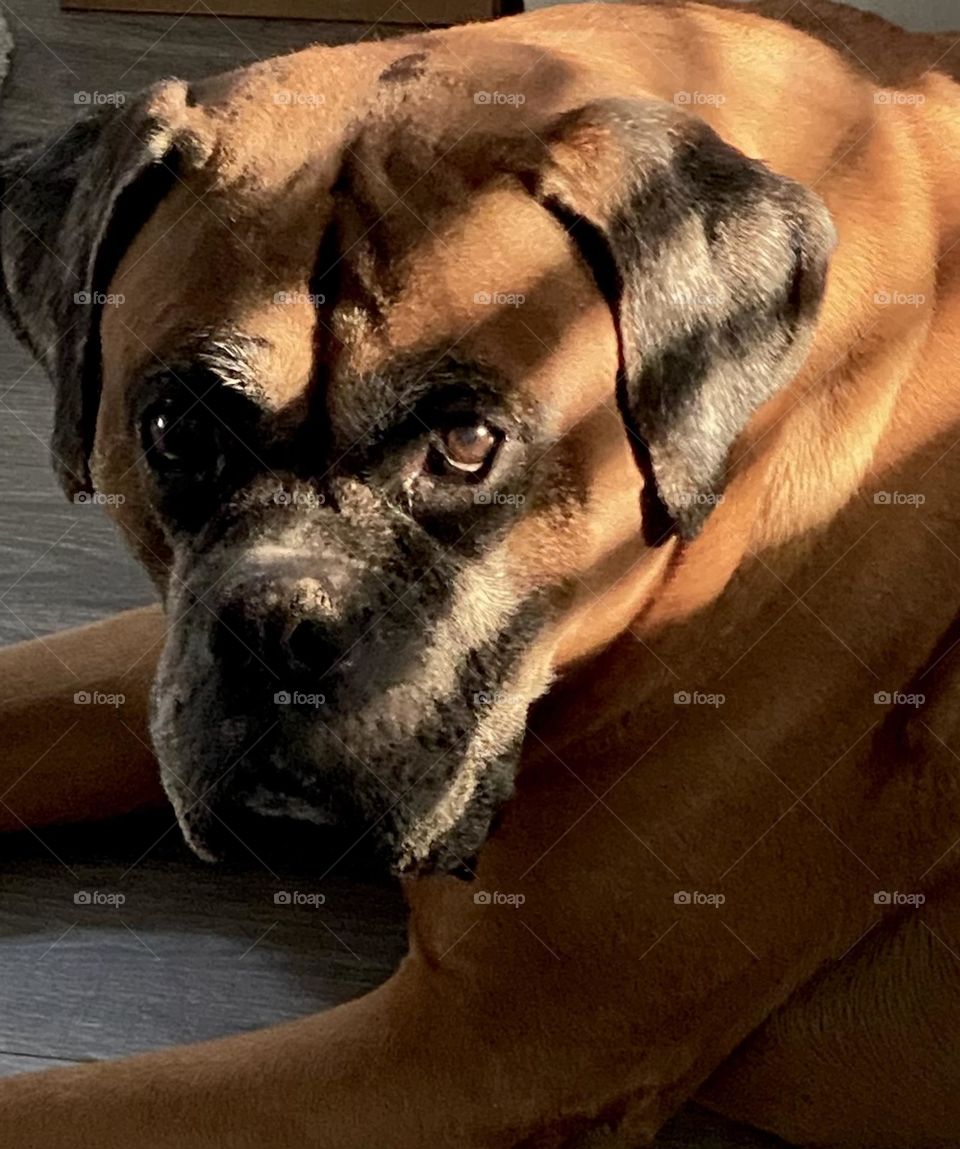 Boxer with the shadow of a window blind casting shadows on him