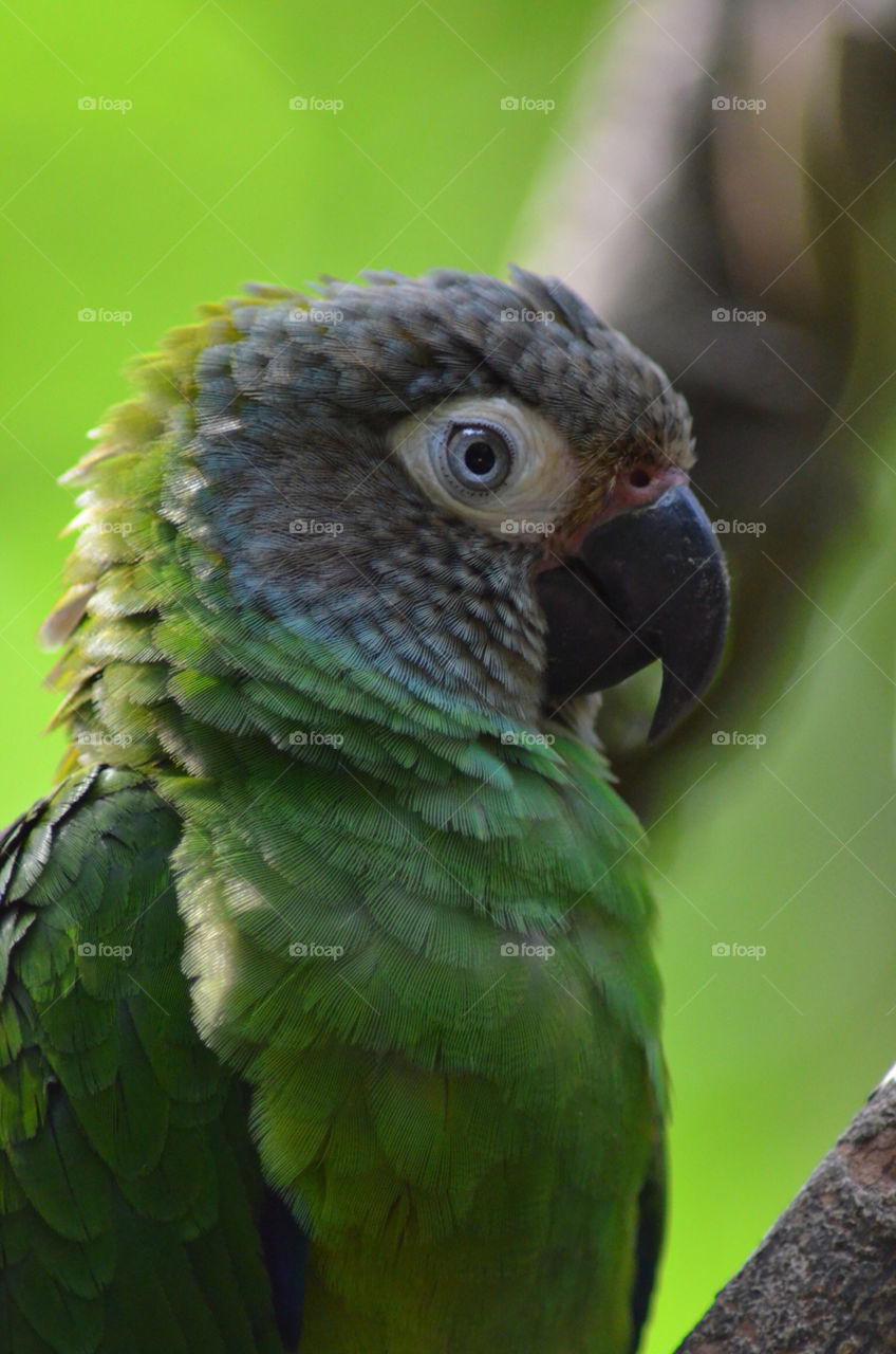 green macro bird parrot by CatherineGillam1984