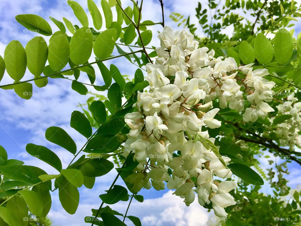 Explosion of locuste flowers in a contest of forest and sky