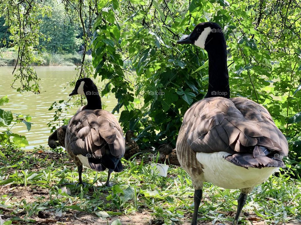 The ducks nest the lake 