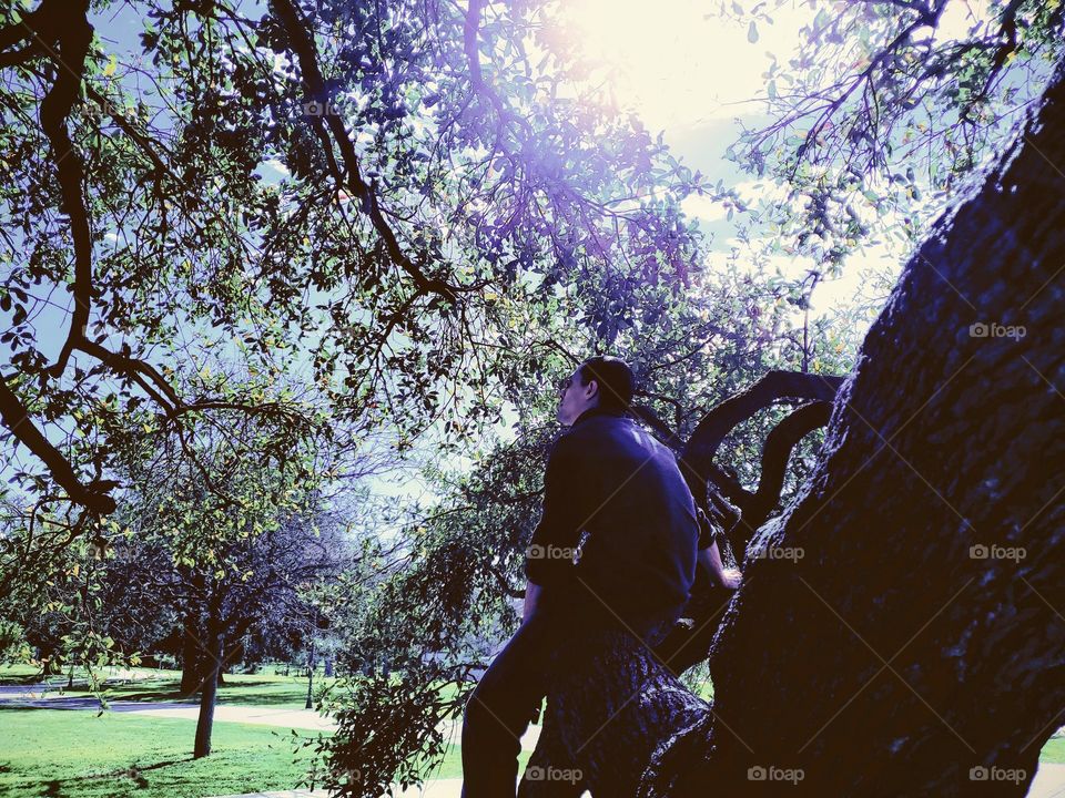 Man gazing while sitting in shade on a mature oak tree horizontal limb as the sun peers through branches.