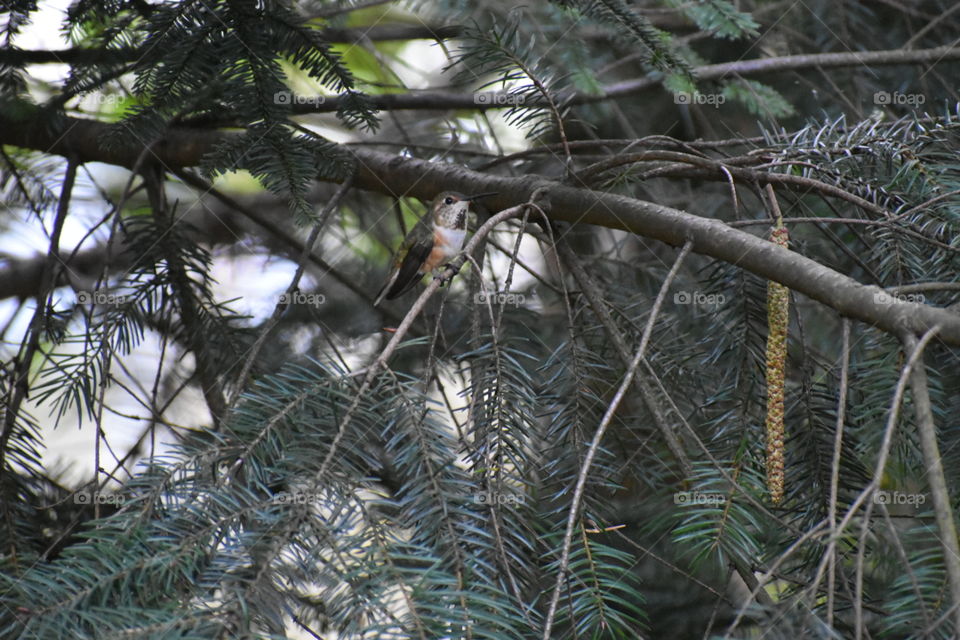 beautiful hummingbird 