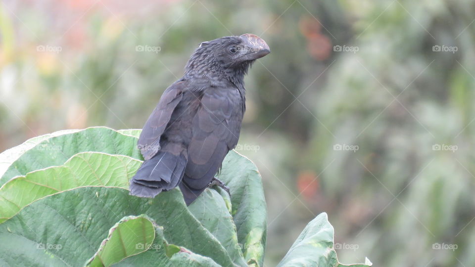 Black Bird Garrapatero