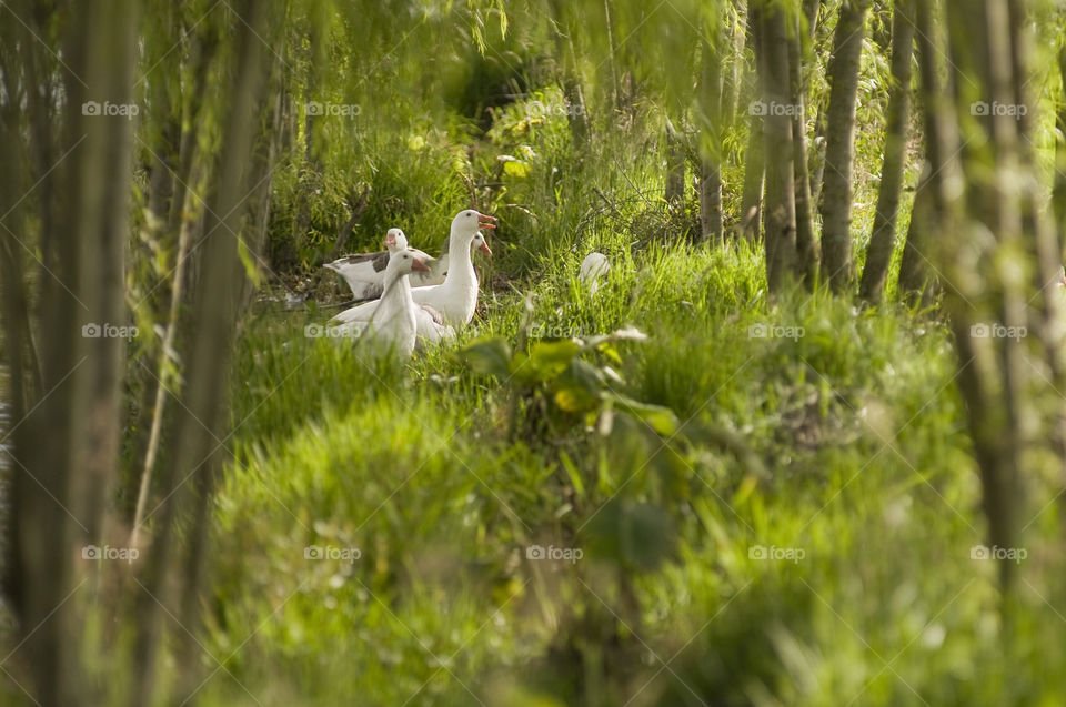 Family of ducks in lake surrounded by trees in the foreground