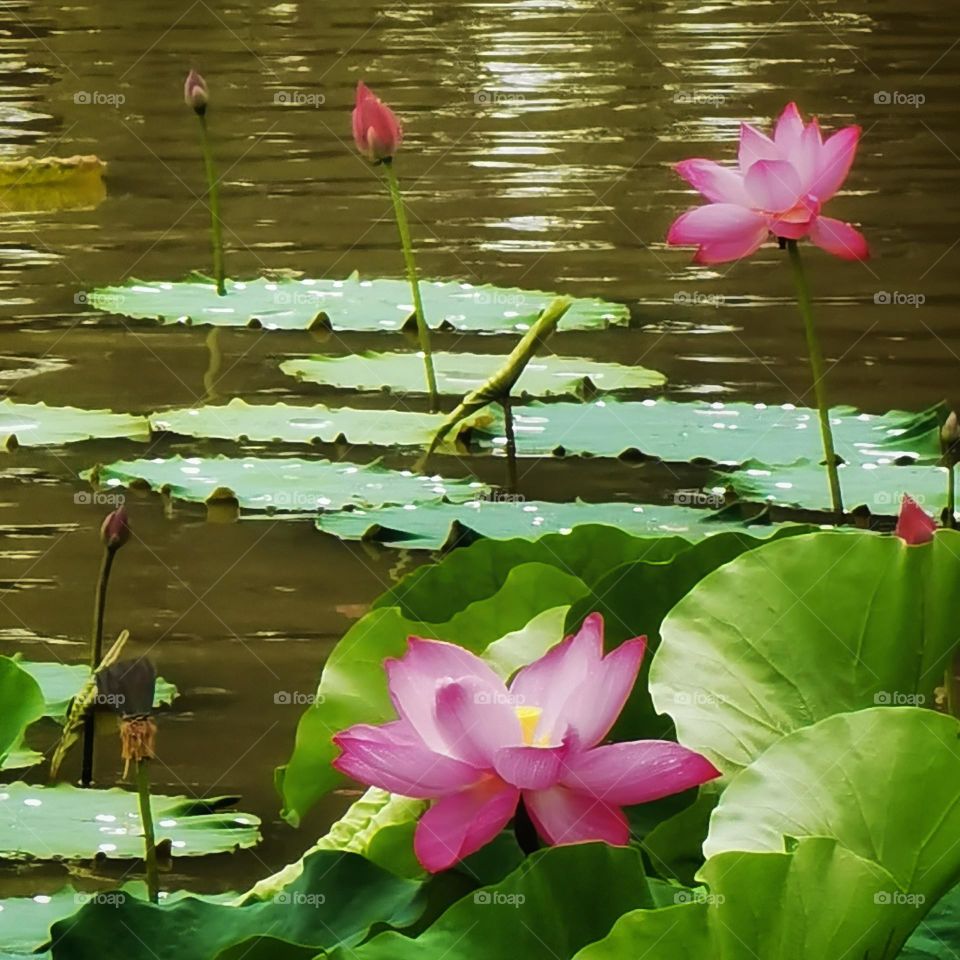 It is the lotus in full bloom, it is a good time for the world.I hope the day is clear, look up to meet all gentle.