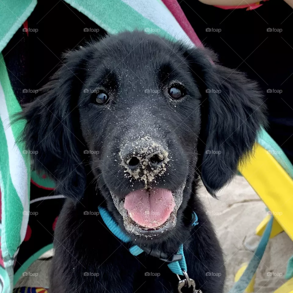 Black Retriever 