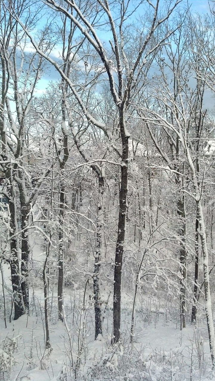 Winter Woods in Chattanooga. Fresh snow in Chattanooga