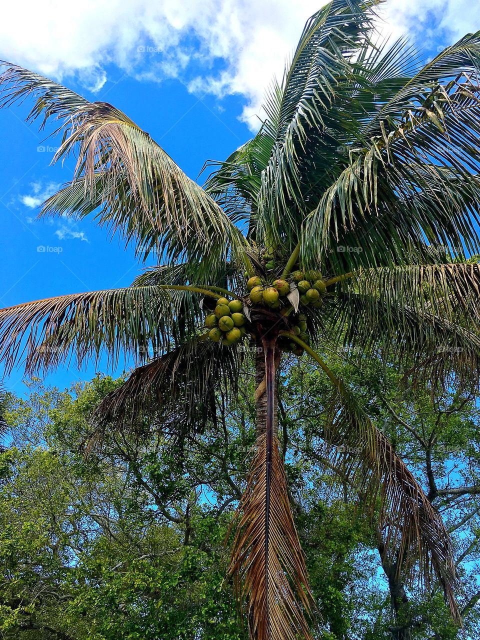 Coconut palm tree.