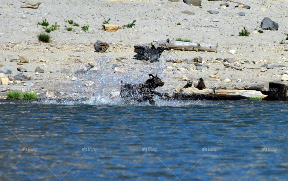 Active dog running playing catch in lake