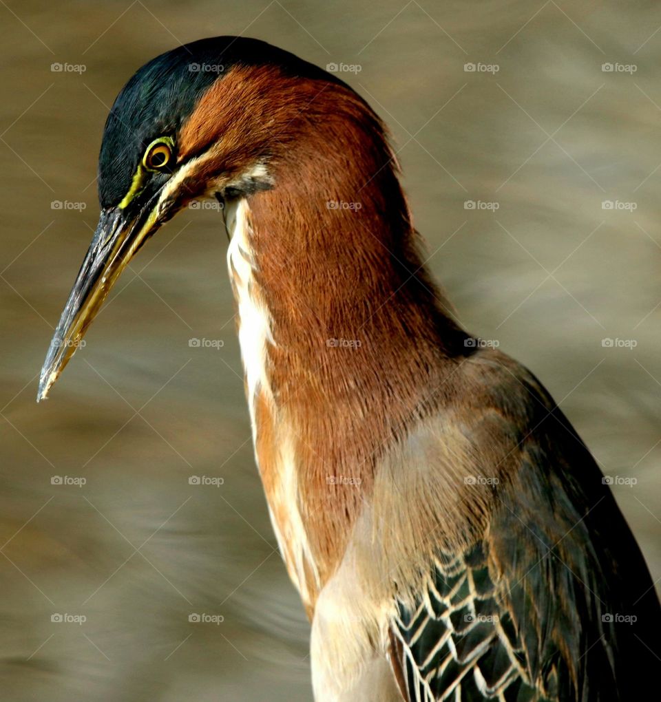 Portrait of a Green Heron