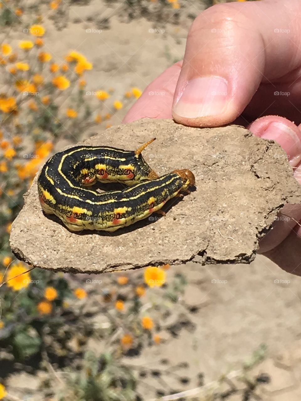 Sphinx moth caterpillar 