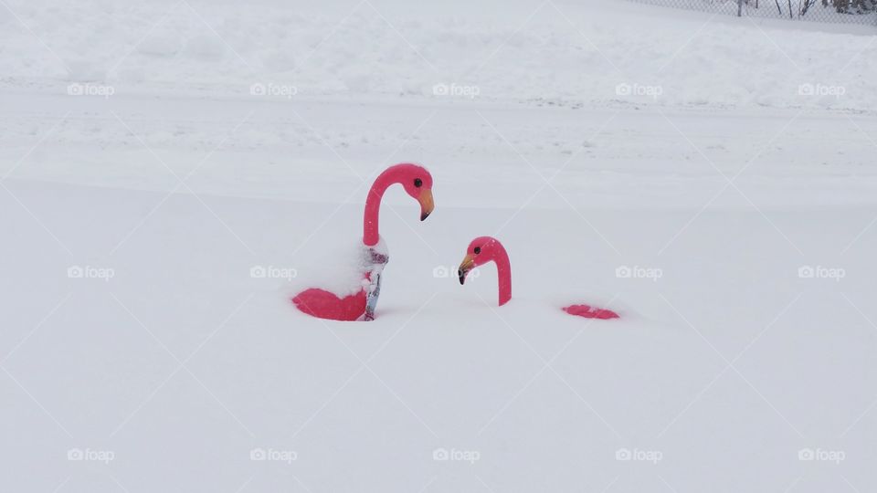 Pink flamingos on snow