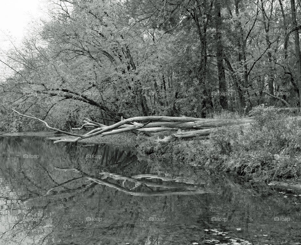 Tree branch reflection on lake