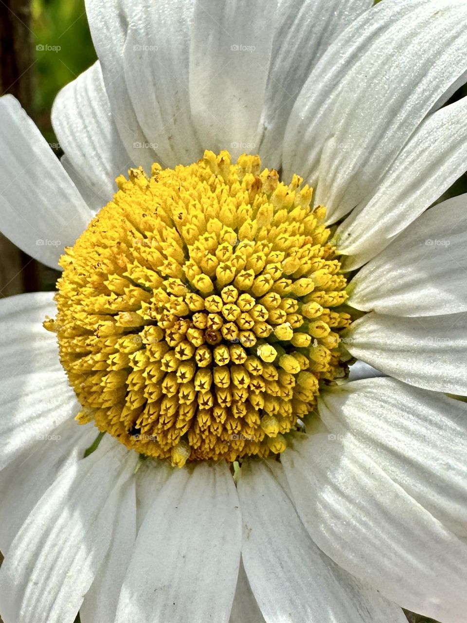 Daisy close up