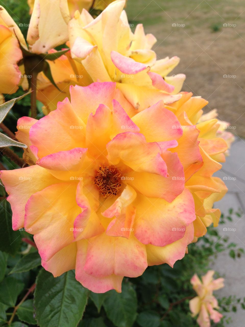 Rose. This rose was found outside our hotel in Germany. 