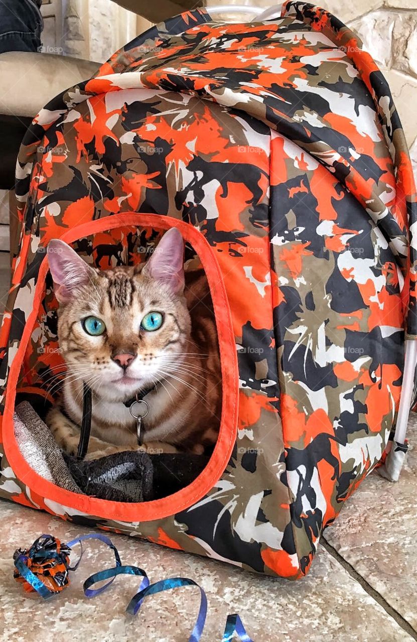 Bengal cat in his tent