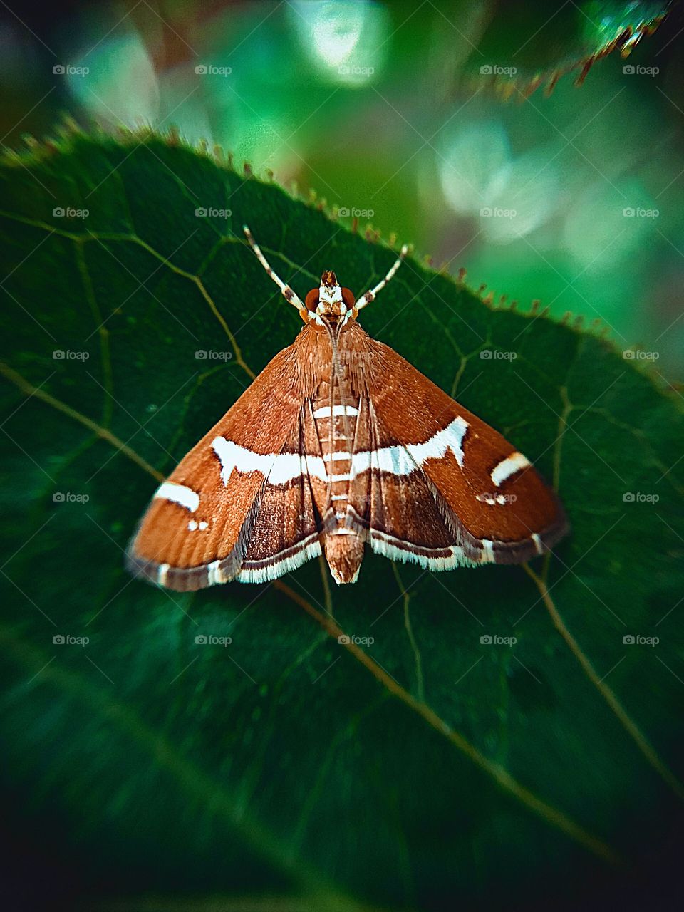 "MOBILE PHOTOGRAPHY"