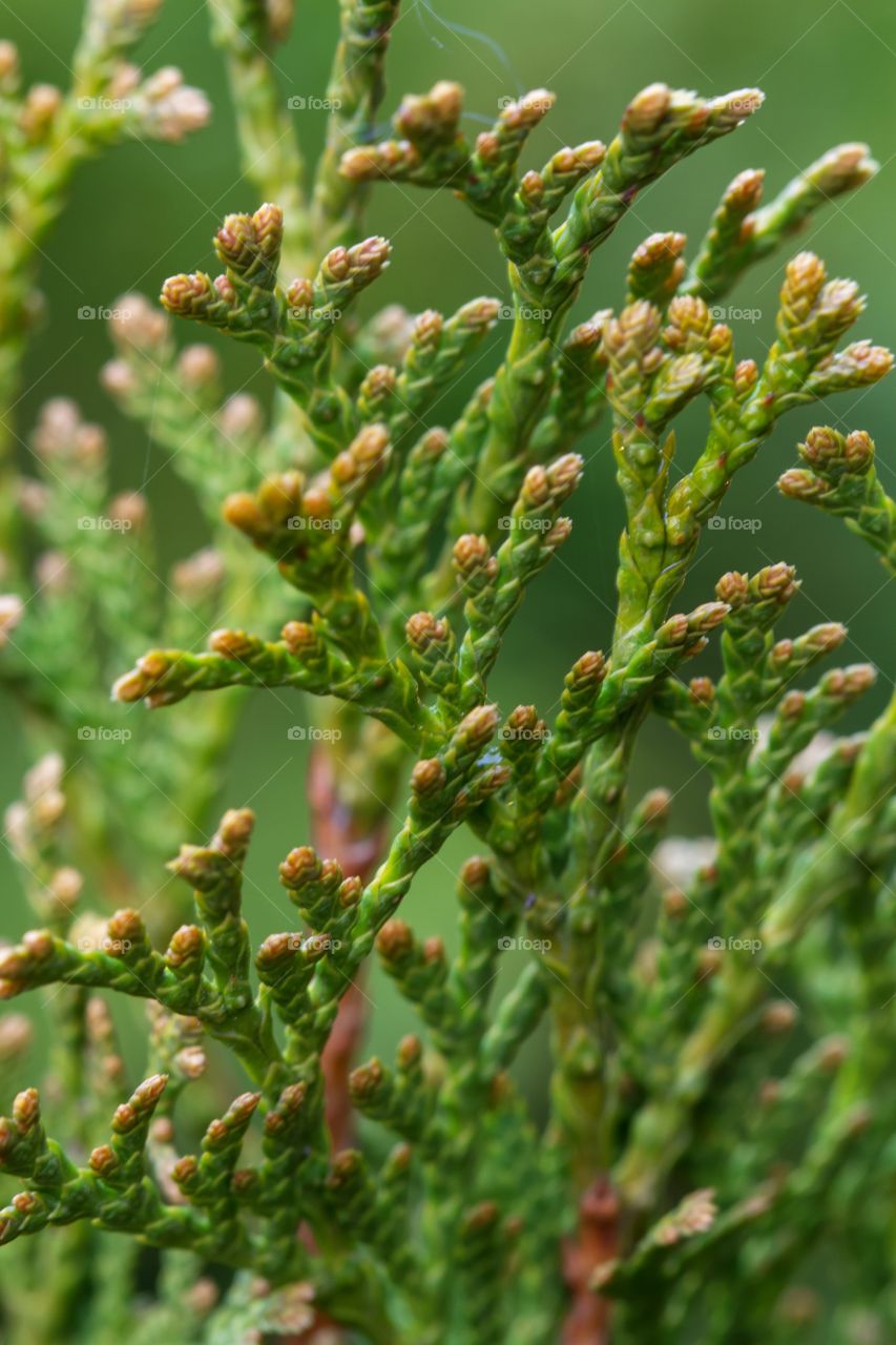 Thuja, needles