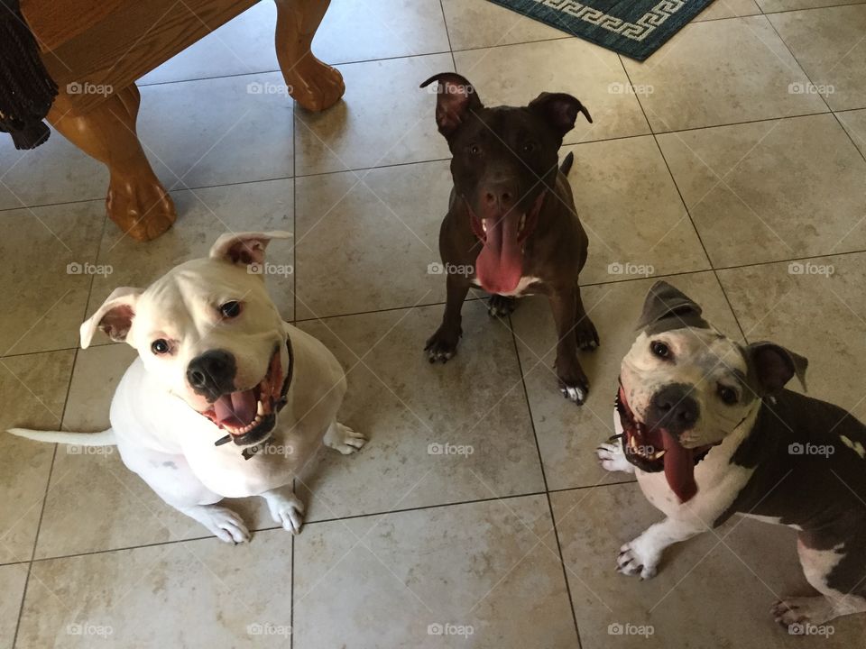 Three happy dogs. Tongues out. 