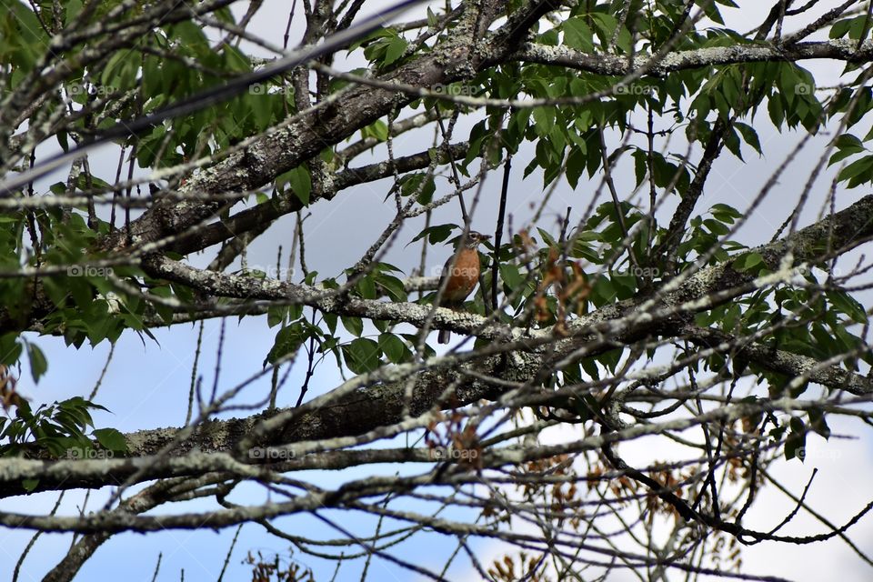 Robin Red Breast