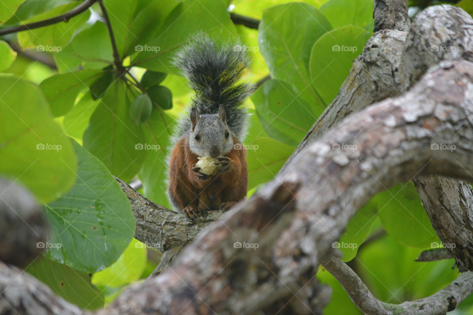 Squirrel in a tree eating a nut. Costa Rica Travel.