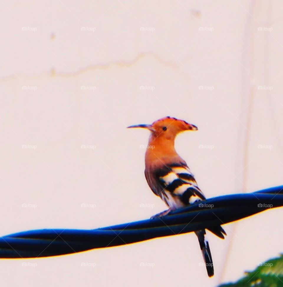 Beautiful bird come to visit.