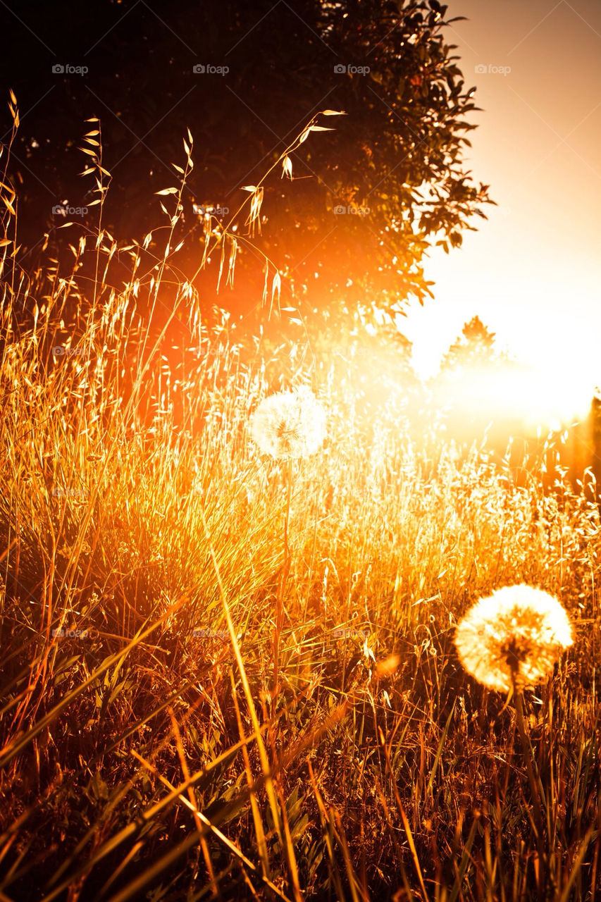 field yellow nature dandelion by Sheldonsteere