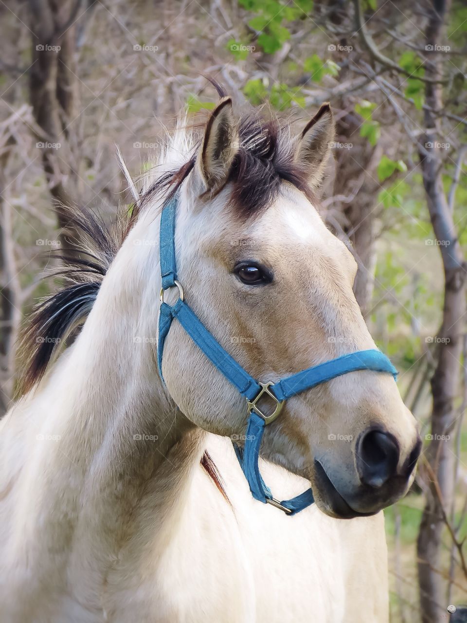 Beautiful buckskin boy