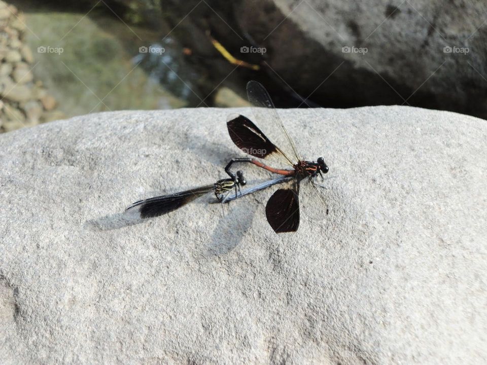 Two dragonflies resting on a large rock, with their black and red bodies and spread wings adding vivid detail to the scene. The background water is clear and calm.